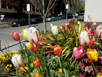 ac-photo-contest-garden.jpg