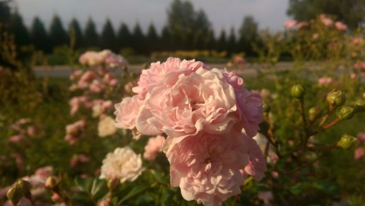 IMAG0162.jpg