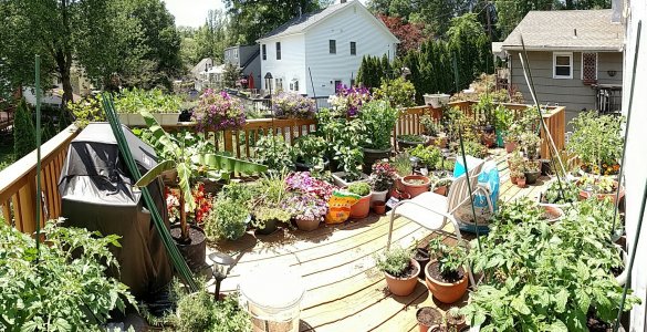 deckgarden.jpg