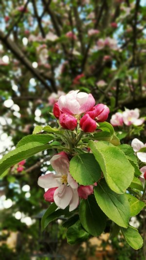 apple blossom.jpg
