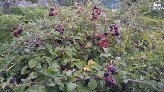 20150731_171822.jpg
