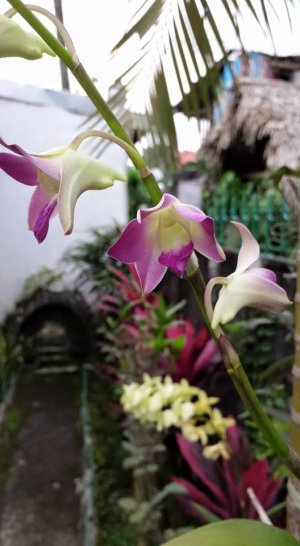 orchids.jpg