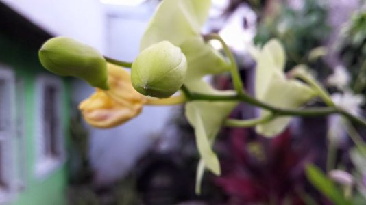 orchids3.jpg