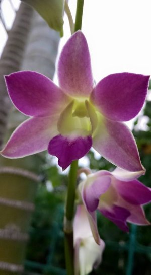 orchids2.jpg