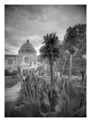 CUA Flowers.jpg