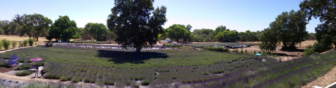 20150619_100101_Pano.jpg