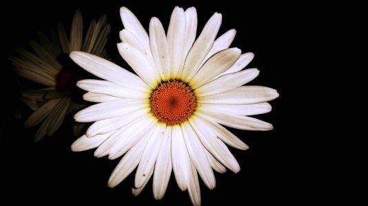 Daisy in the Evening.jpg