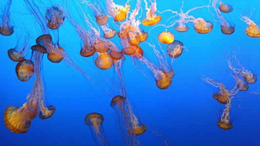 jellyfish1.jpg