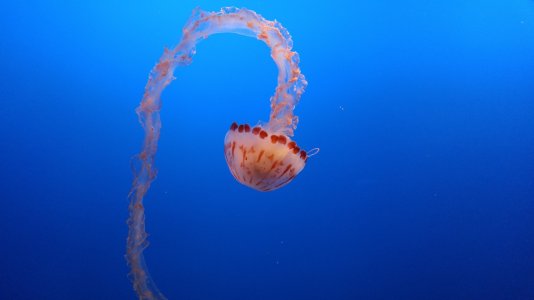 jellyfish2.jpg