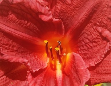 daylight red1.jpg