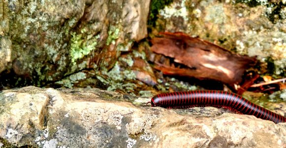 Worm.jpg