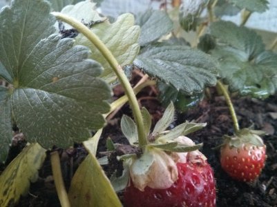Garden.jpg