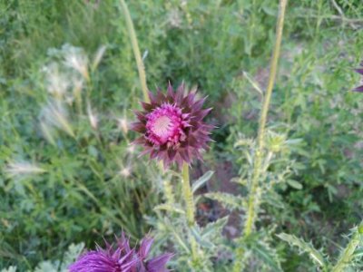 IMG_20150716_201314.jpg