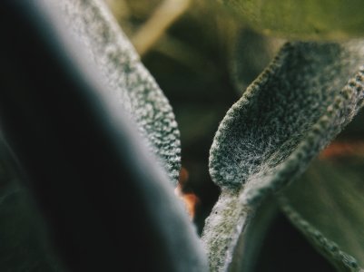 Garden2.jpg