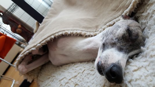 Pascal Sleeping Upside Down  20150824.jpg