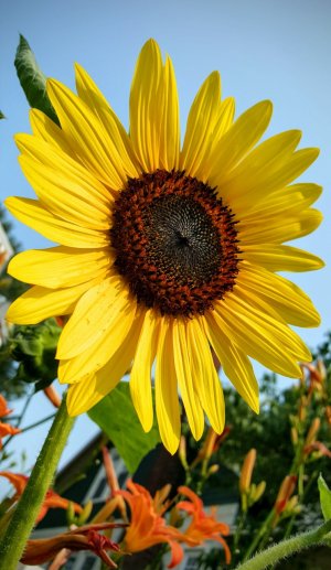 Sunflower.jpg