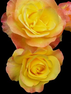 Gula rosen 150x200.jpg