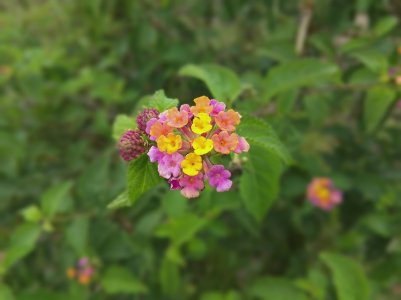 IMG_20150820_131156.jpg
