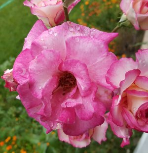 20150825_175448-1.jpg