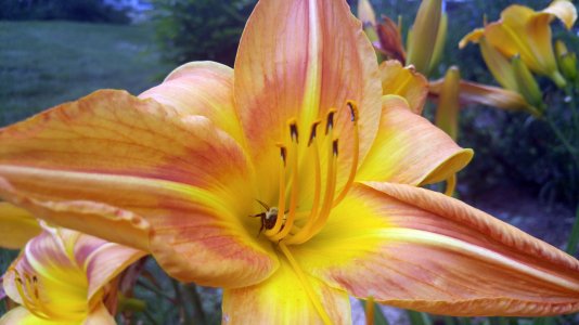 Bee Inside Flower.jpg