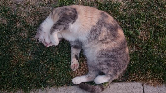 DSC_0997.jpg