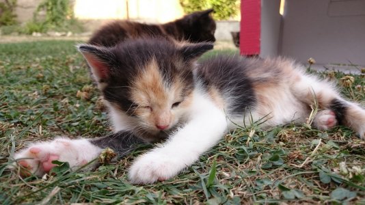 DSC_0973 (3).jpg