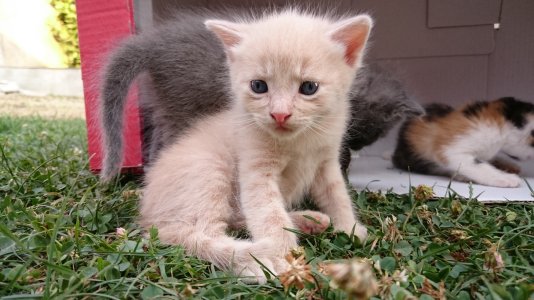 DSC_0981.jpg