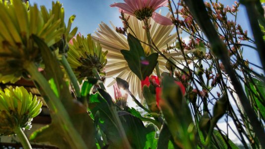 bugs eye view.jpg