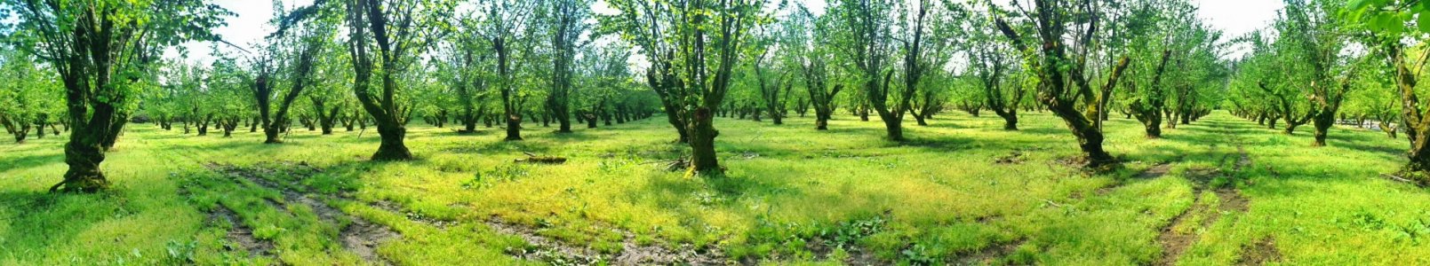 garden.jpg