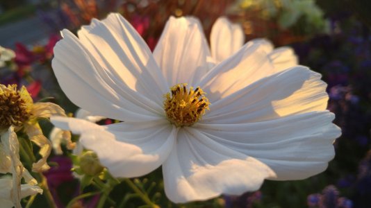 Flowery Sunset.jpg