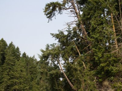 ac-photo-contest-trees.jpg