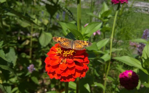 Butterfly.jpg
