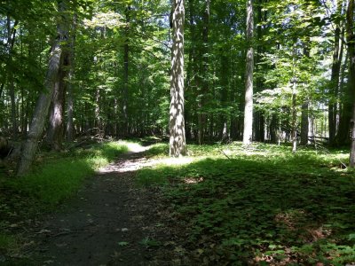 Forest.jpg