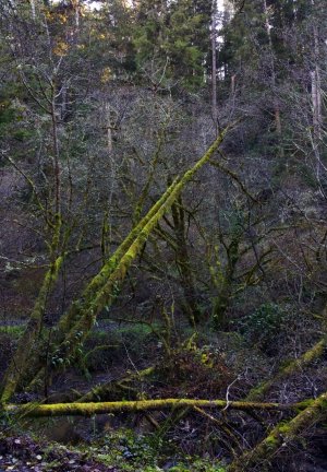 Trees.jpg