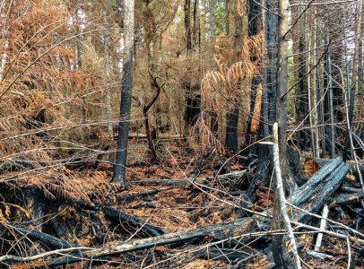 Burnt Trees.jpg