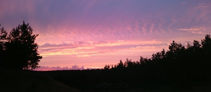 Trees2.jpg