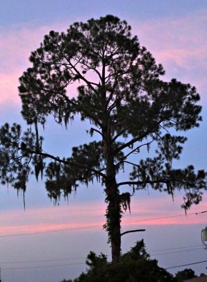vacation tree.jpg