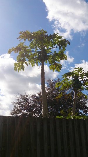 coconut tree.jpg