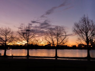 Arboles Parque.jpg