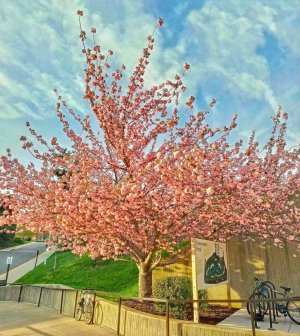 Blooming tree HDR_small-01.jpg