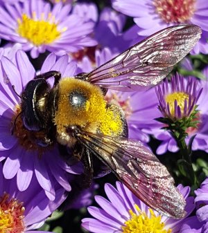 BumbleBee.jpg
