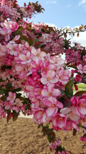 Flower Tree 2.jpg