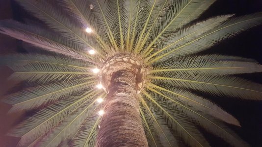 palm tree.jpg