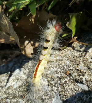 catepillar.jpg