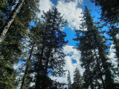 trees.jpg
