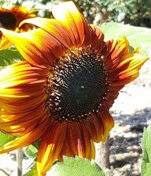 20150907_144715-1.jpg