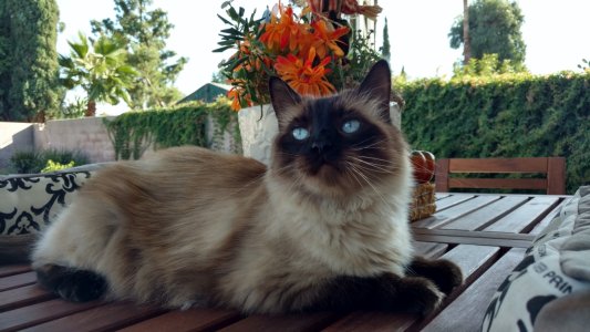 Fuzzy.jpg