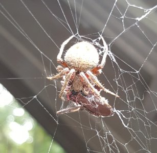 ItsyBitsySpider.jpg