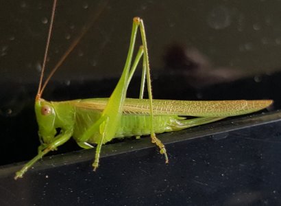 Grasshopper.jpg