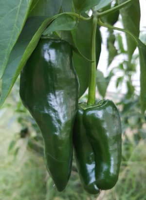 peppers.jpg